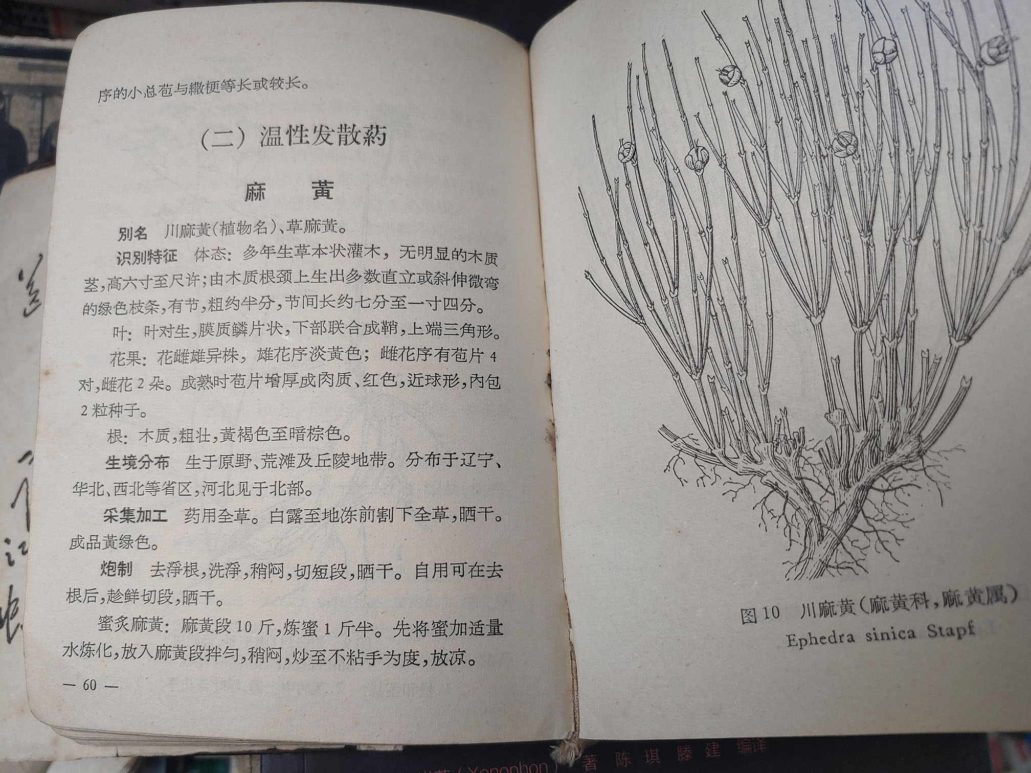 麻黄中药志记载