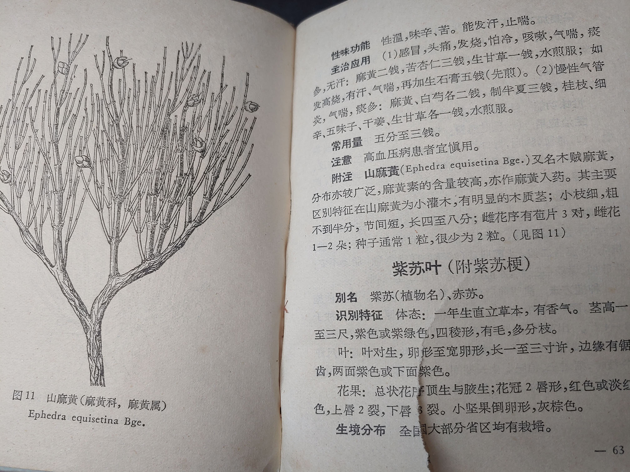 紫苏中药志记载