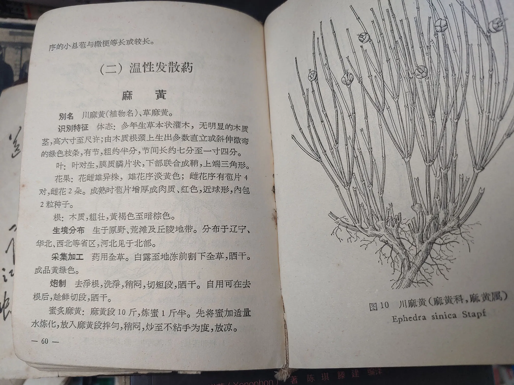 麻黄中药志记载