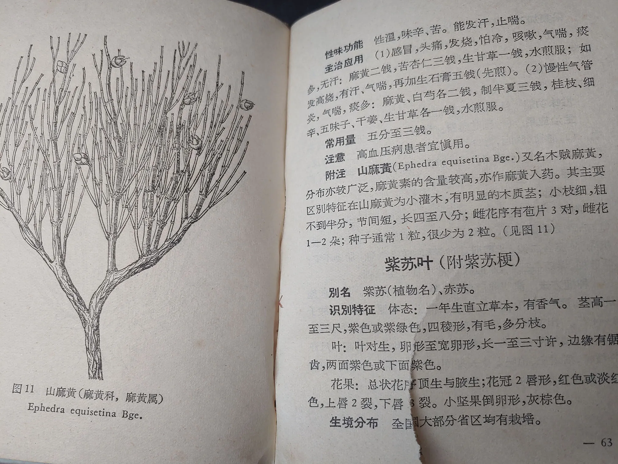 紫苏中药志记载