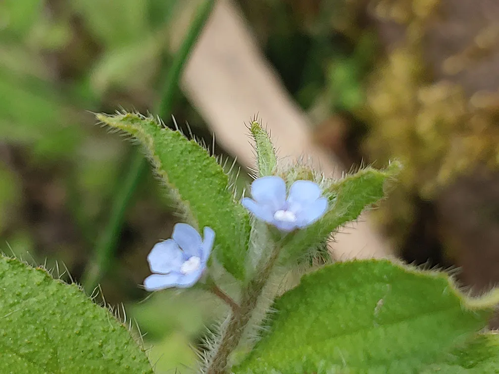 Wavy lines on a dark background