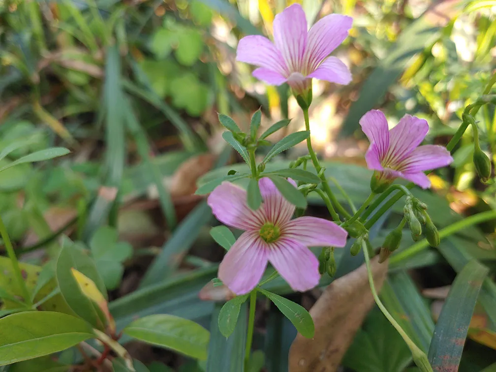 Walking person silhouette