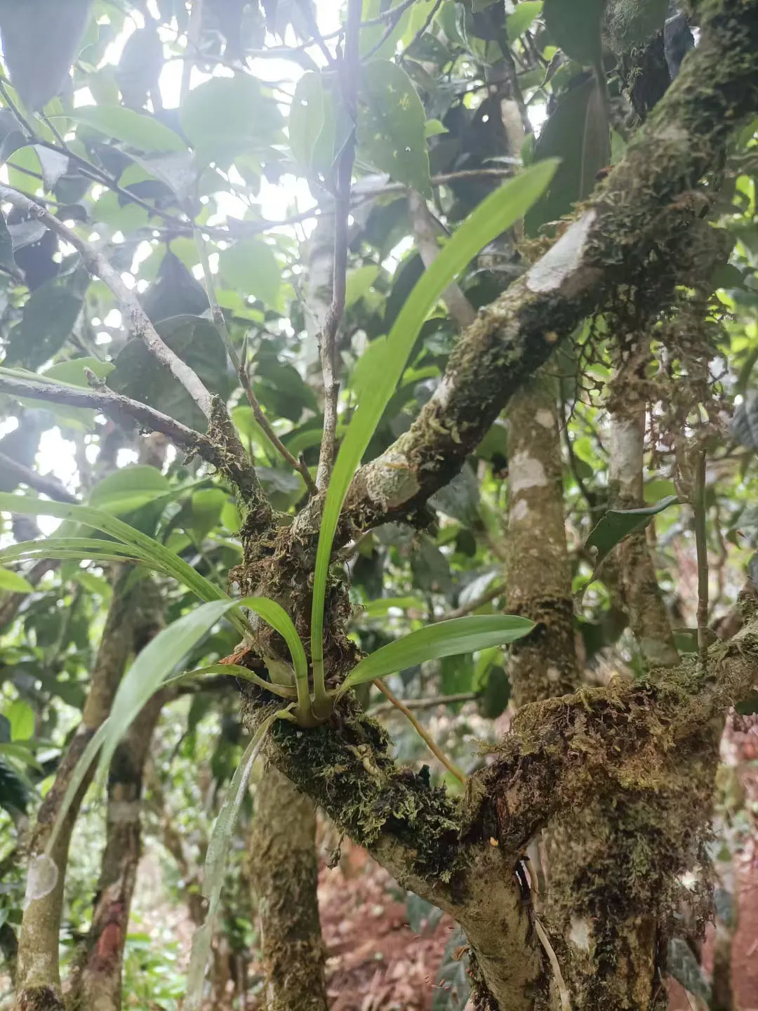 普洱古树晒红茶树