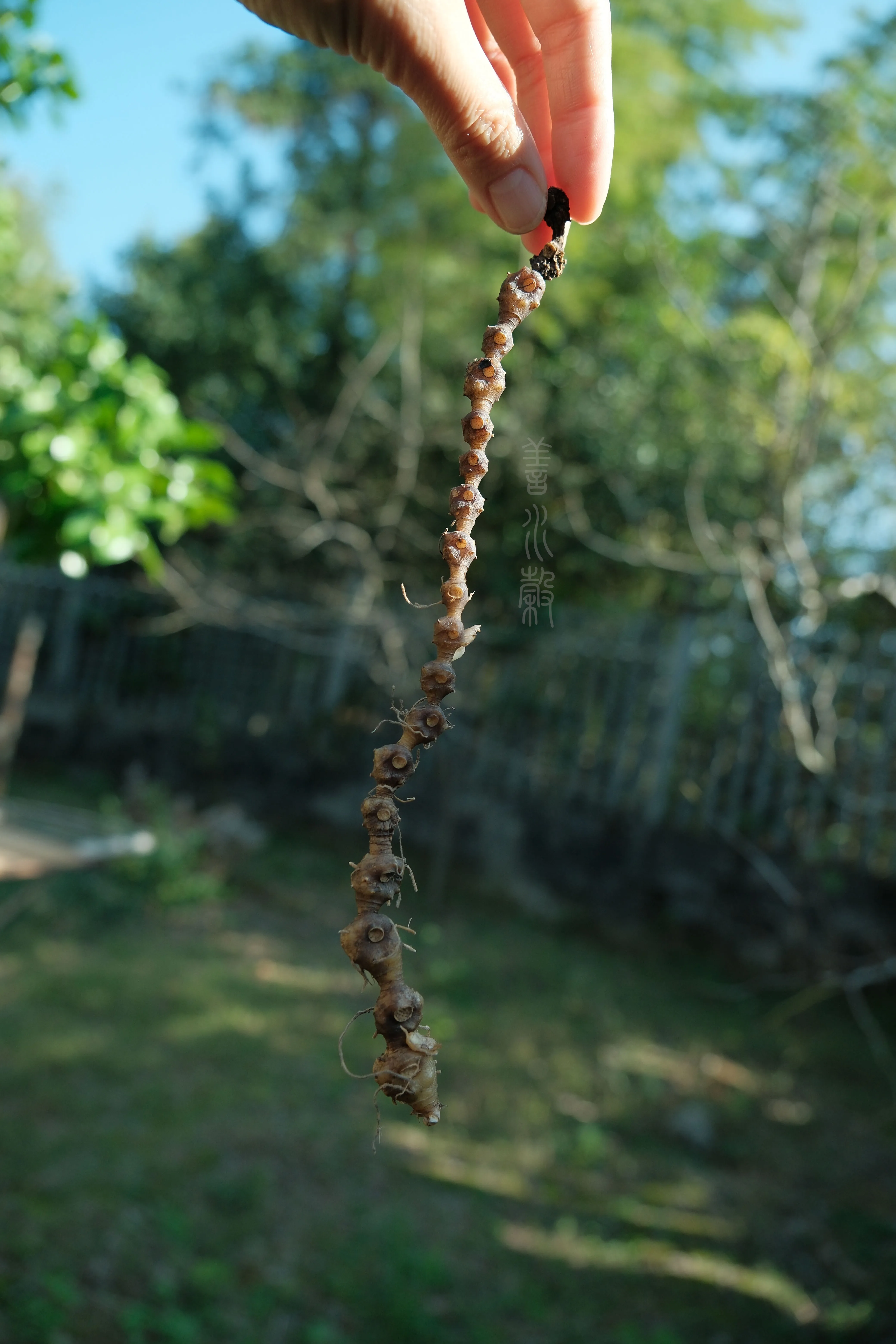Free Classic 善水谷拍摄19年野生黄精熬制古法黄精膏Photo