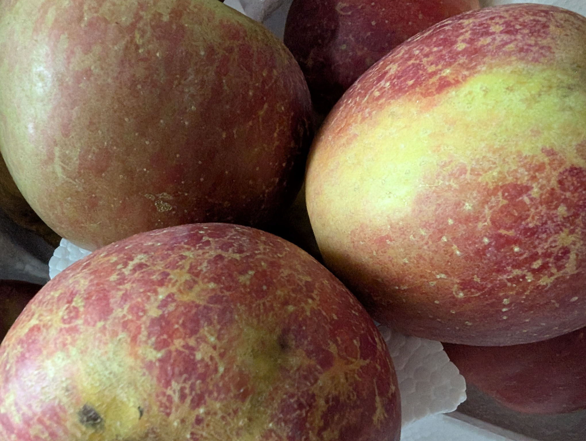 大自然生长的冰糖心丑苹果Photo