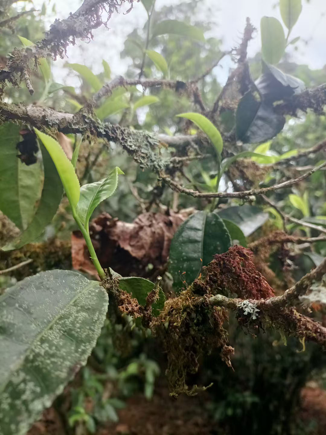 Project preview 普洱古树